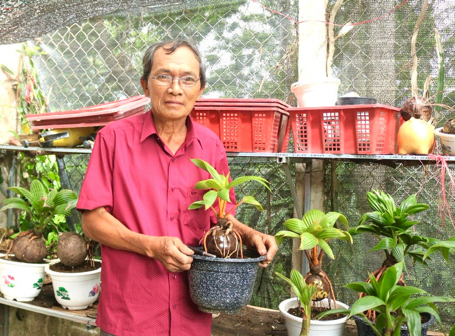 Những quả dừa cảnh sau 8 tháng chăm sóc, tạo dáng đẹp là có thể xuất bán, thu về tiền triệu. Ảnh: Minh Phương