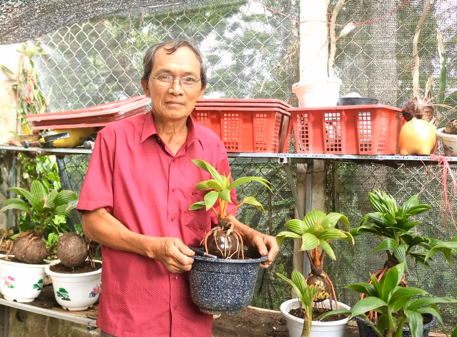 Những quả dừa cảnh sau 8 tháng chăm sóc, tạo dáng đẹp là có thể xuất bán, thu về tiền triệu. Ảnh: Minh Phương