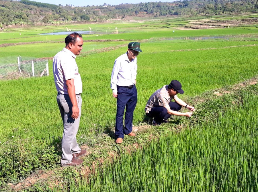 Ông Đỗ Văn Đông-Phó Chủ tịch UBND huyện (đứng giữa) kiểm tra tình hình sản xuất nông nghiệp và công tác phòng-chống hạn tại các xã, thị trấn trên địa bàn huyện. Ảnh: Phương Lộc Ông Đỗ Văn Đông-Phó Chủ tịch UBND huyện (đứng giữa) kiểm tra tình hình sản xuất nông nghiệp và công tác phòng-chống hạn tại các xã, thị trấn trên địa bàn huyện. Ảnh: Phương Lộc