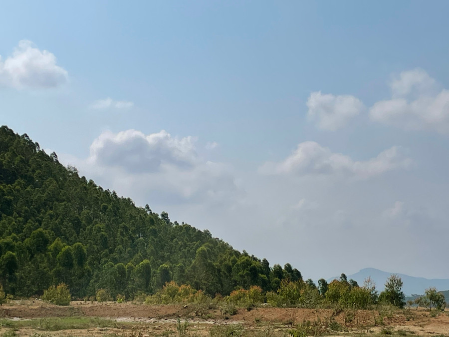 Huyện Đak Pơ trồng cây xanh nhằm cải tạo môi trường trong bãi rác cũ. Ảnh: T.D