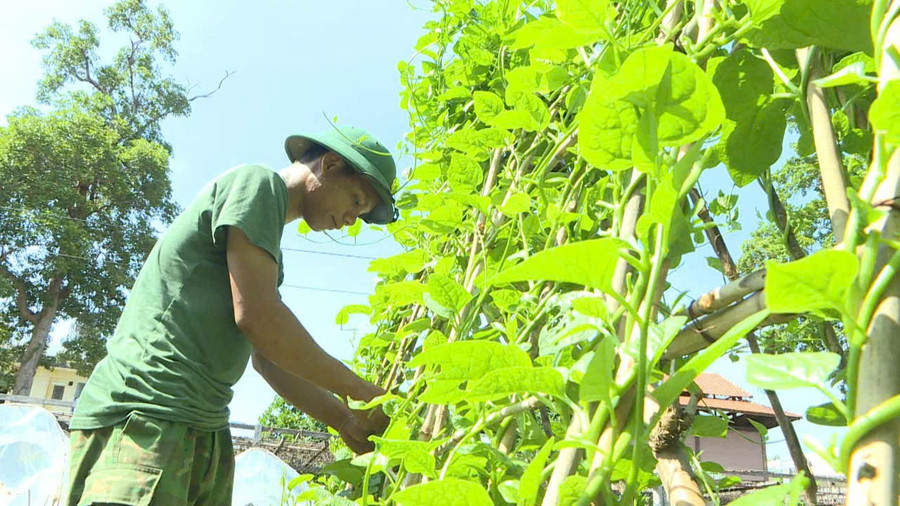 Giàn mùng tơi xanh tốt tại vườn rau xanh của Đồn Biên phòng Ia Púch. Ảnh: T.D
