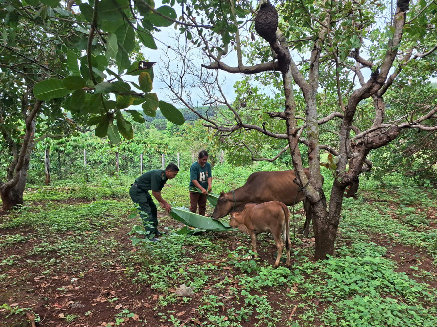 Đồn Biên phòng Ia Chía hỗ trợ bò cho hộ có hoàn cảnh khó khăn tại xã Ia Chía. Ảnh: T.D