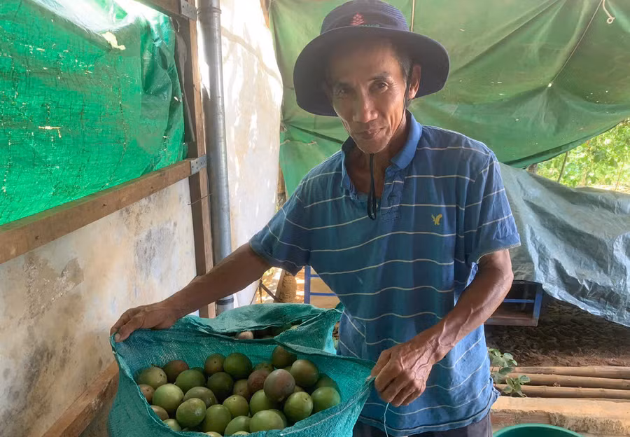 Ông Lê Văn Minh bên những quả chanh dây mới thu hái. Ảnh: T.D