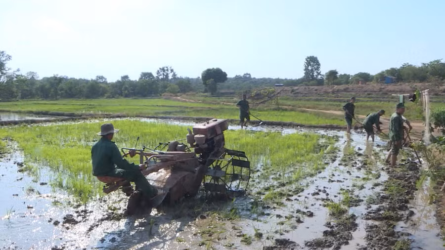 Nhiều hộ dân làng Chư Có có thu nhập ổn định từ trồng lúa nước với sự giúp sức của Bộ đội Biên phòng. Ảnh: T.D