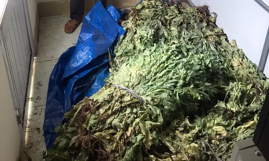 Số cây thuốc phiện trồng trái phép trong vườn nhà ông T.V.T. Ảnh: T.D