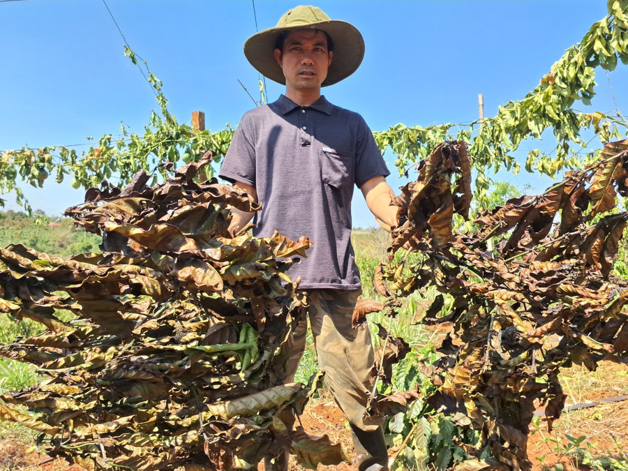 Chư Sê: Kẻ xấu chặt phá gần 500 cây cà phê và chanh dây sau một đêm ảnh 2