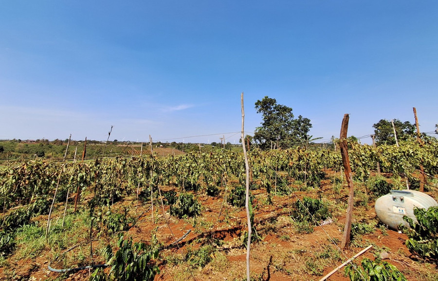 Khu vườn rộng 4 sào trồng chanh dây và cà phê bị héo rũ do thân bị chặt đứt. Ảnh: T.D