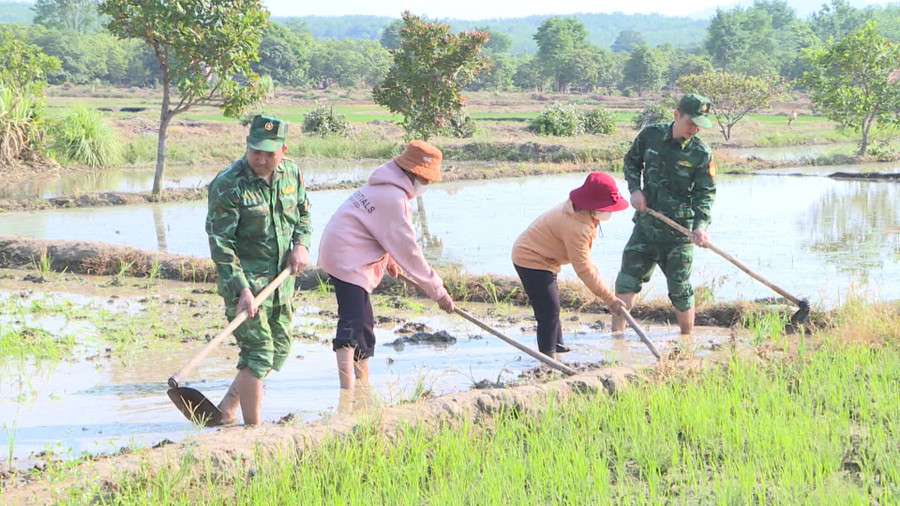 Cán bộ, chiến sĩ Đồn Biên phòng Ia Púch giúp dân làng Chư Có làm ruộng. Ảnh: T.D Cán bộ, chiến sĩ Đồn Biên phòng Ia Púch giúp dân làng Chư Có làm ruộng. Ảnh: T.D