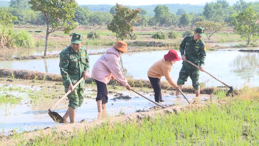 Cán bộ, chiến sĩ Đồn Biên phòng Ia Púch giúp dân làng Chư Có làm ruộng. Ảnh: T.D