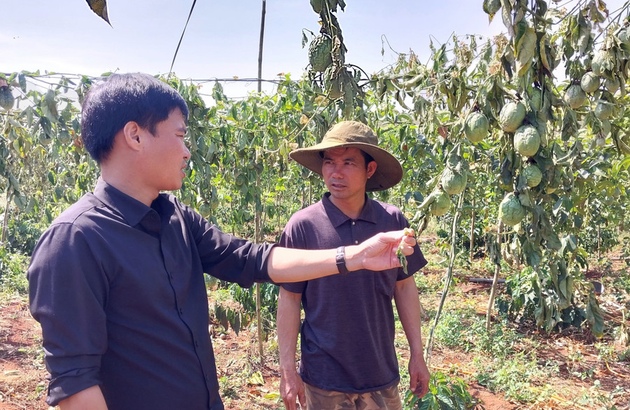Chư Sê: Kẻ xấu chặt phá gần 500 cây cà phê và chanh dây sau một đêm ảnh 1