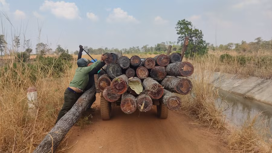 Xe công nông chở tang vật vụ khai thác lâm sản trái phép tại tiểu khu 1003 về Ban Quản lý rừng phòng hộ Ia Meur. Ảnh: T.D