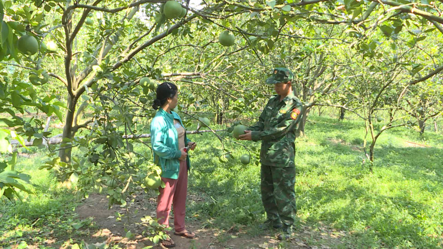 Tiếp thu lời động viên của Bộ đội Biên phòng, gia đình chị Phạm Thị Mừng có thu nhập 500 triệu đồng/năm từ trồng cây ăn trái. Ảnh: T.D Tiếp thu lời động viên của Bộ đội Biên phòng, gia đình chị Phạm Thị Mừng có thu nhập 500 triệu đồng/năm từ trồng cây ăn trái. Ảnh: T.D