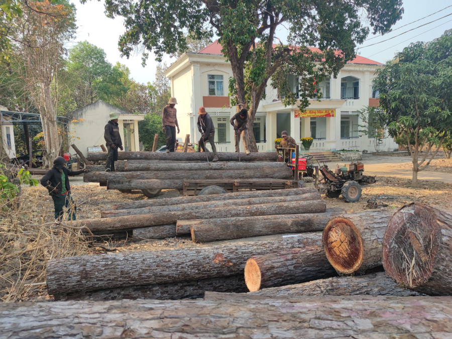 Tang vật vụ khai thác trái phép tại tiểu khu 1003 được vận chuyển về Ban Quản lý rừng phòng hộ Ia Meur. Ảnh: T.D Tang vật vụ khai thác trái phép tại tiểu khu 1003 được vận chuyển về Ban Quản lý rừng phòng hộ Ia Meur. Ảnh: T.D
