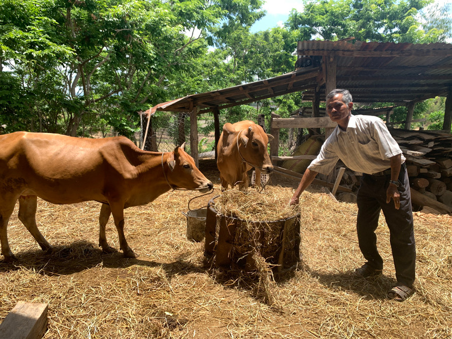 Gia đình ông Hênh có thu nhập hàng trăm triệu đồng từ sản xuất, chăn nuôi. Ảnh: R.H