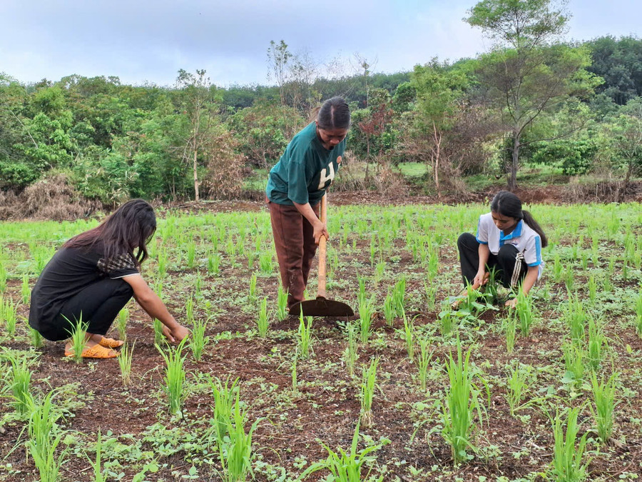 Chị Rơ Mah Pênh cùng 2 con gái làm cỏ lúa của gia đình. Ảnh: T.D