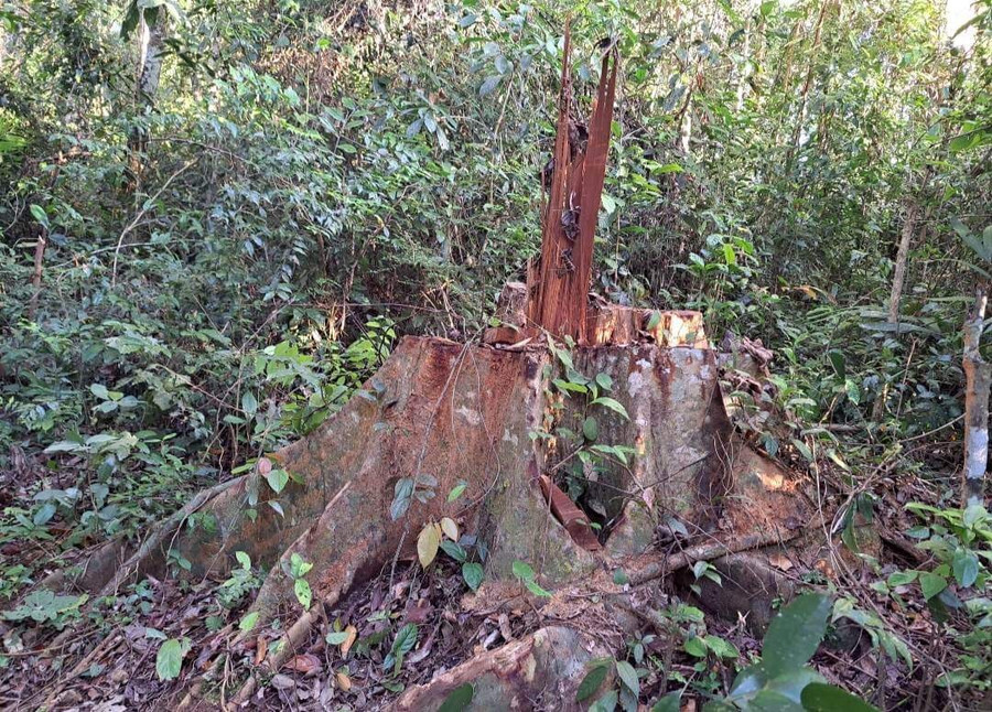 Một cây gỗ có đường kính mặt cắt gốc khoảng 43 cm bị cưa hạ trái phép. Ảnh: THIÊN DI Một cây gỗ có đường kính mặt cắt gốc khoảng 43 cm bị cưa hạ trái phép. Ảnh: THIÊN DI