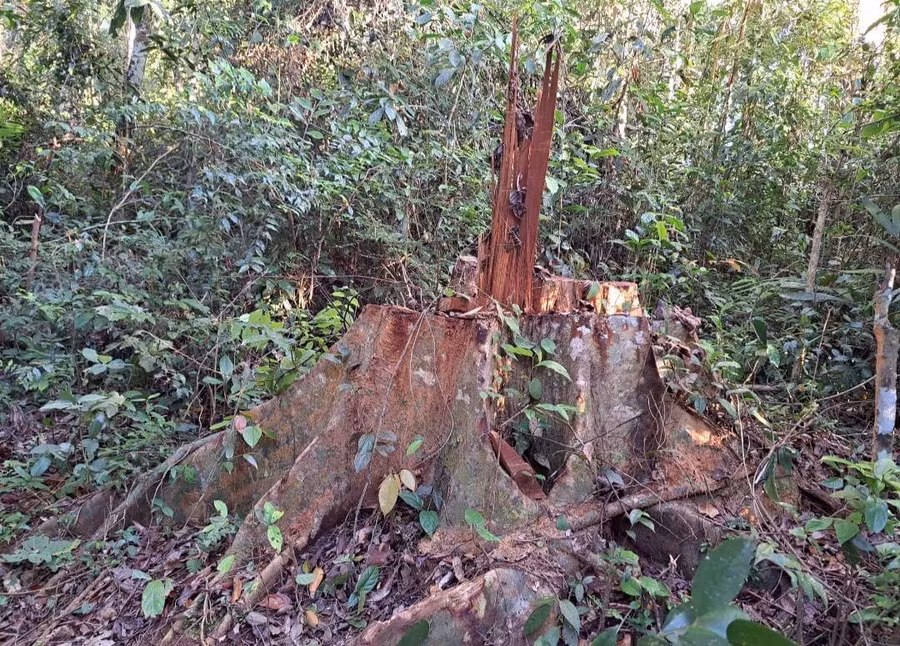 Một cây gỗ có đường kính mặt cắt gốc khoảng 43 cm bị cưa hạ trái phép. Ảnh: THIÊN DI