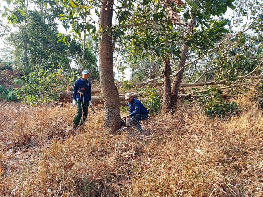 Lực lượng cưỡng chế tiến hành cắt hạ cây cối trên diện tích đất cưỡng chế thu hồi. Ảnh: T.D