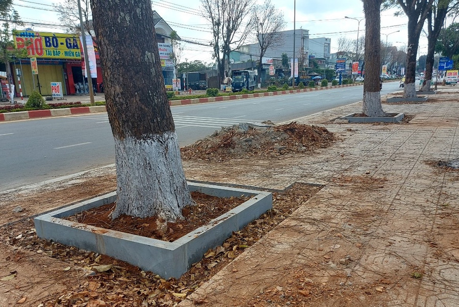 Công ty TNHH Hoàng Phương Gia Lai tự ý chặt rễ 6 cây nhạc ngựa khi thi công đường Lê Duẩn. Ảnh: Nguyễn Tú Công ty TNHH Hoàng Phương Gia Lai tự ý chặt rễ 6 cây nhạc ngựa khi thi công đường Lê Duẩn. Ảnh: Nguyễn Tú