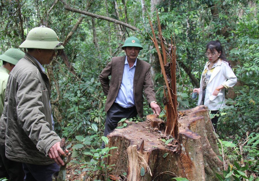 Chủ tịch UBND huyện Kbang Nguyễn Văn Dũng kiểm tra thực tế công tác quản lý, bảo vệ rừng tại lâm phần Công ty TNHH một thành viên Lâm nghiệp Sơ Pai. Ảnh: T.D