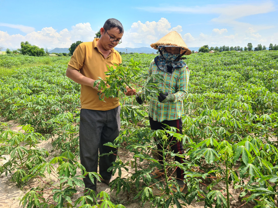 Trung tâm Dịch vụ Nông nghiệp huyện Phú Thiện đang triển khai mô hình hỗ trợ mì giống cho dân nghèo xã Chư A Thai. Ảnh: N.T Trung tâm Dịch vụ Nông nghiệp huyện Phú Thiện đang triển khai mô hình hỗ trợ mì giống cho dân nghèo xã Chư A Thai. Ảnh: N.T