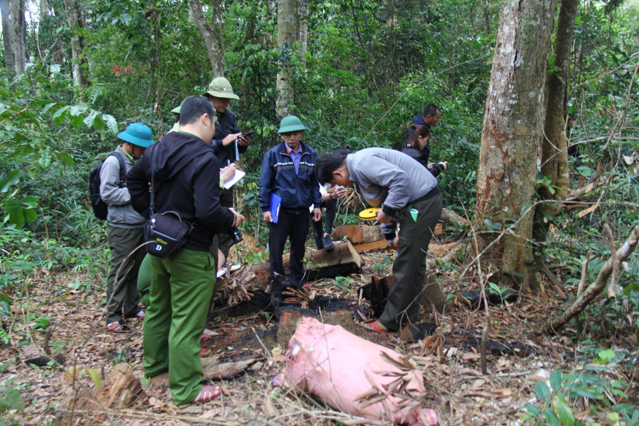 Có hàng chục cây gỗ tại tiểu khu 114 và 118 thuộc lâm phần do Công ty TNHH một thành viên Lâm nghiệp Sơ Pai quản lý bị đốn hạ. Ảnh: T.D