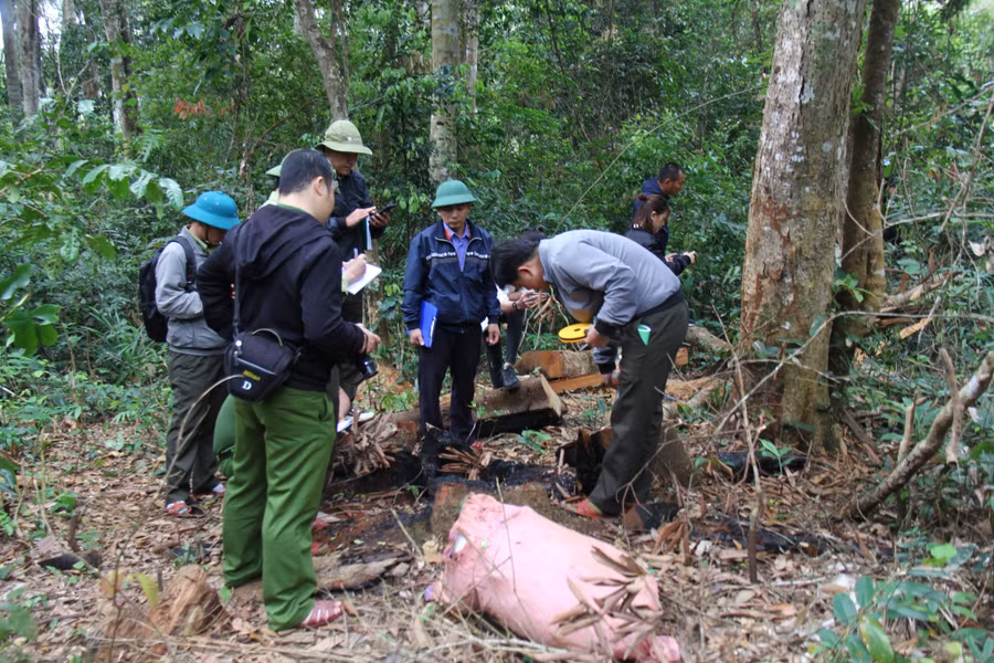 Có hàng chục cây gỗ tại tiểu khu 114 và 118 thuộc lâm phần do Công ty TNHH một thành viên Lâm nghiệp Sơ Pai quản lý bị đốn hạ. Ảnh: T.D