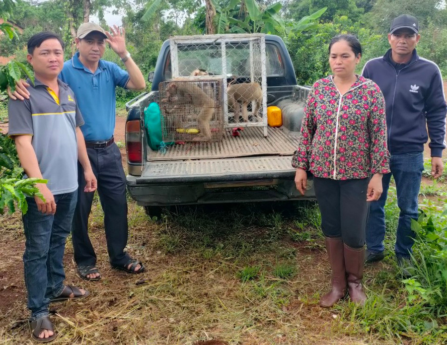 Trung tâm Cứu hộ, Bảo tồn và Phát triển sinh vật Vườn Quốc gia Kon Ka Kinh tiếp nhận 3 cá thể khỉ đuôi lợn do hộ ông Nguyễn Ngọc Diệp bàn giao. Ảnh: T.D