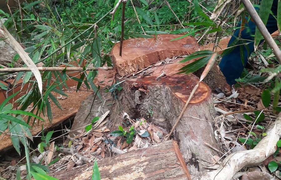 Có 129 cây gỗ ở tiểu khu 750 và 752 bị cưa hạ trái phép
