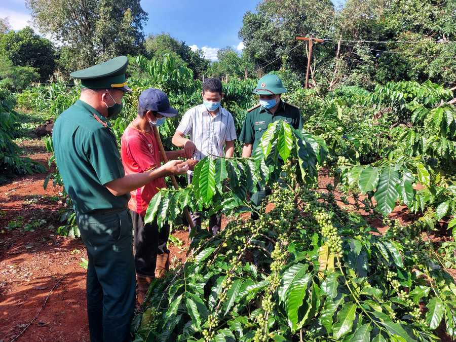 Nông dân xã Ia Pnôn (huyện Đức Cơ) chăm sóc vườn cà phê tái canh. Ảnh: Vĩnh Hoàng Nông dân xã Ia Pnôn (huyện Đức Cơ) chăm sóc vườn cà phê tái canh. Ảnh: Vĩnh Hoàng