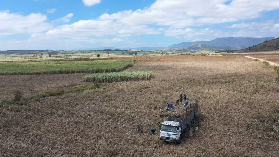 Nông dân xã Đông, huyện Kbang thu hoạch trên cánh đồng mía lớn. Ảnh: Quang Tấn