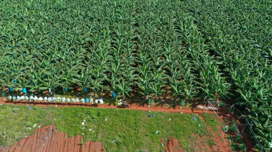 Cánh đồng chuối áp dụng công nghệ cao của nông dân huyện Chư Sê. Ảnh: Quang Tấn