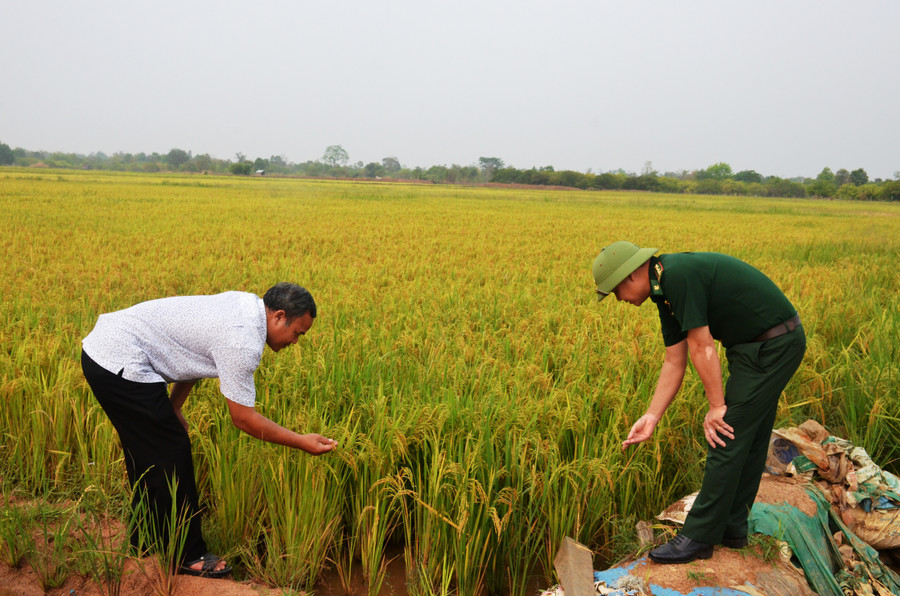 3 năm về trước cánh đồng lúa này bị bỏ hoang nhưng giờ đã khác. Ảnh: Vĩnh Hoàng