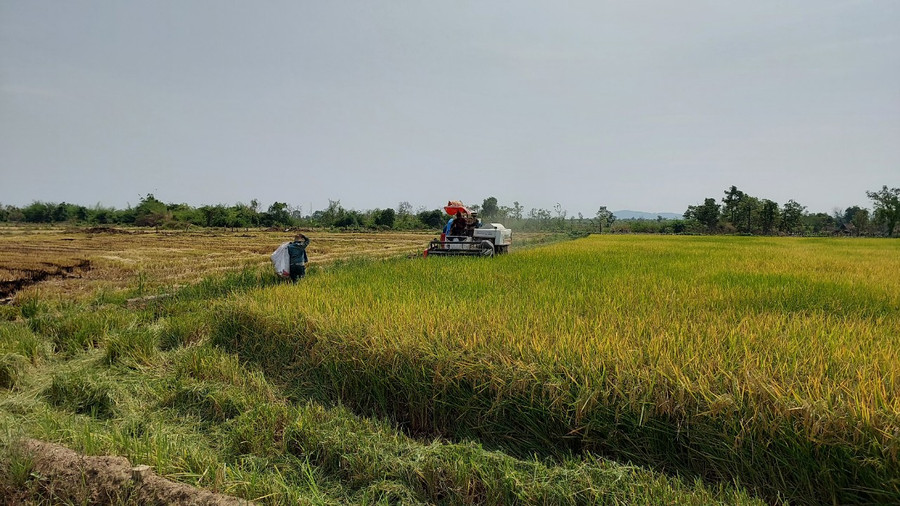 Cánh đồng lúa nước của xã Ia Mơr có sự đóng góp của những &quot;ông nghị&quot;. Ảnh: Vĩnh Hoàng