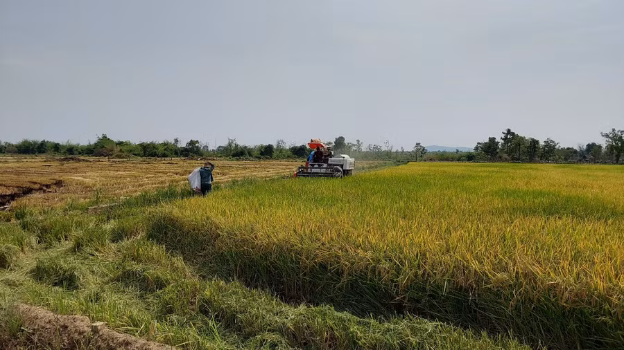 Cánh đồng lúa nước của xã Ia Mơr có sự đóng góp của những "ông nghị". Ảnh: Vĩnh Hoàng