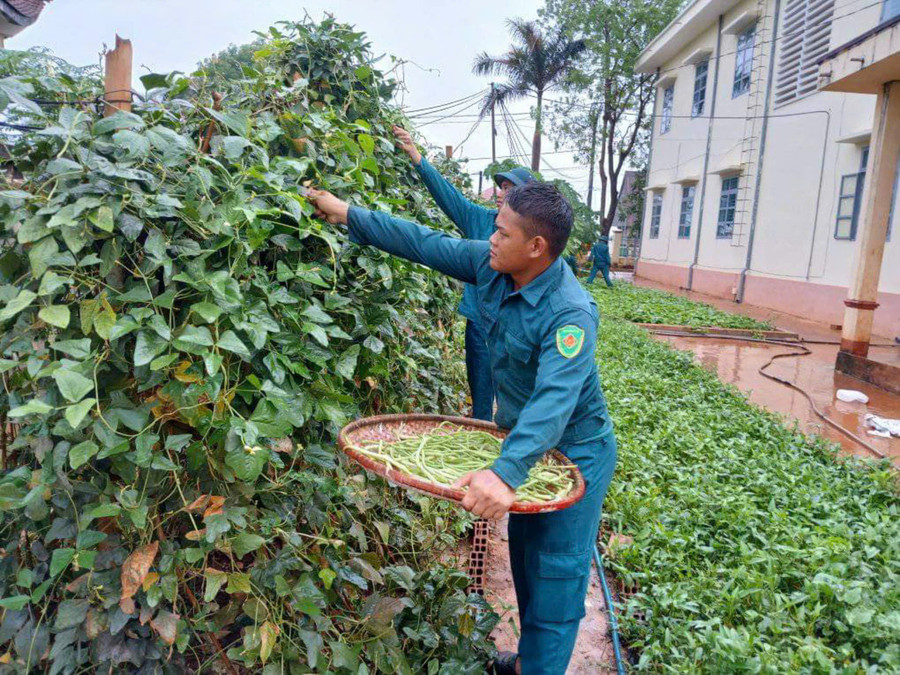Lực lượng dân quân thường trực thu hoạch sản phẩm tăng gia. Ảnh: Vĩnh Hoàng