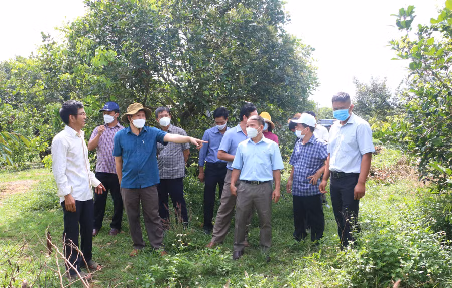 Ông Trương Văn Đạt-Ủy viên Ban Thường vụ Tỉnh ủy, Phó Chủ tịch Thường trực HĐND tỉnh Gia Lai (thứ 2 từ trái sang) cùng đại biểu HĐND giám sát việc thực hiện tái cơ cấu ngành nông nghiệp. Ảnh: Quang Tấn.