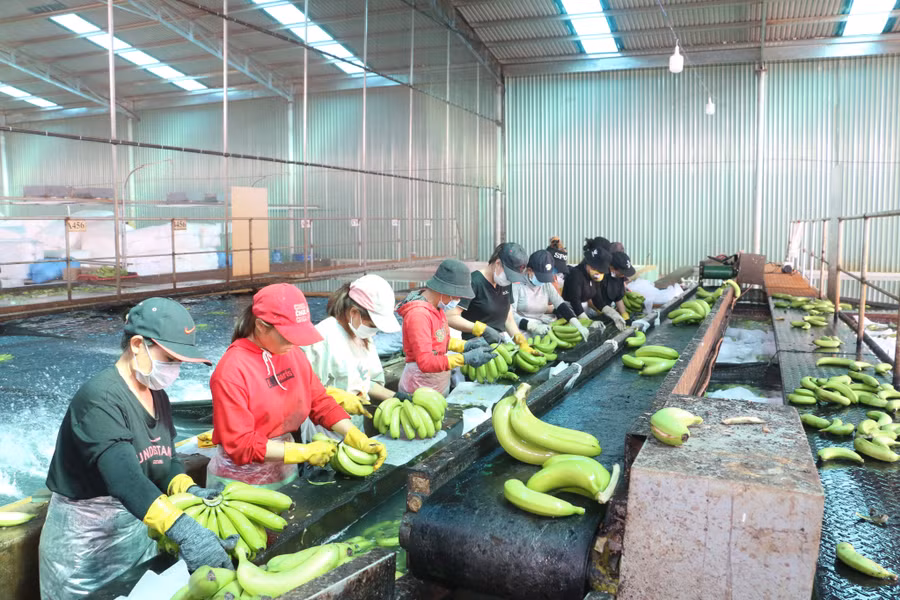 Công nhân của Công ty Hương Sơn chế biến sản phẩm chuối trồng theo chuỗi liên kết. Ảnh: Quang Tấn