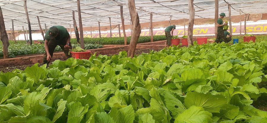 Tiểu đoàn Bộ binh 50 làm hệ thống nhà có mái lưới che để tăng gia sản xuất. Ảnh: Vĩnh Hoàng.