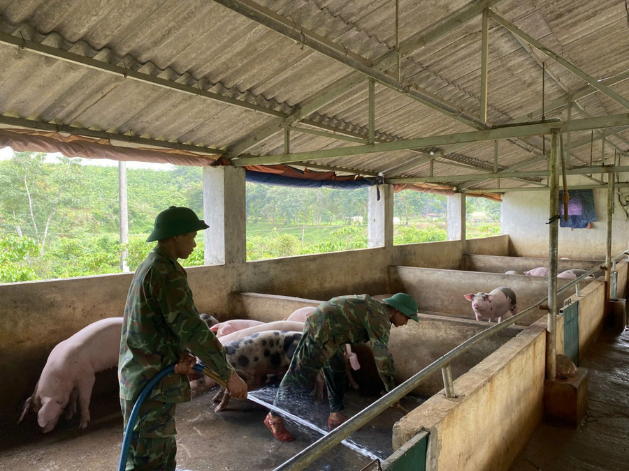 Hệ thống chuồng, trại chăn nuôi của Tiểu đoàn Bộ binh 50 được xây dựng bài bản, khoa học. Ảnh: Vĩnh Hoàng
