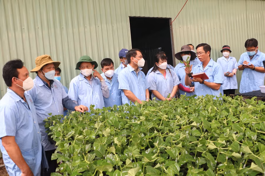 Sản phẩm nông nghiệp ứng dụng công nghệ cao của nông dân xã An Phú, TP. Pleiku. Ảnh Quang Tấn