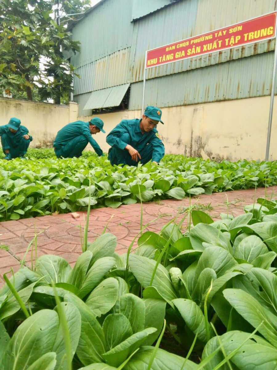 Vườn tăng gia sản xuất của Ban Chỉ huy Quân sự phường Tây Sơn (TP. Pleiku). Ảnh: Vĩnh Hoàng