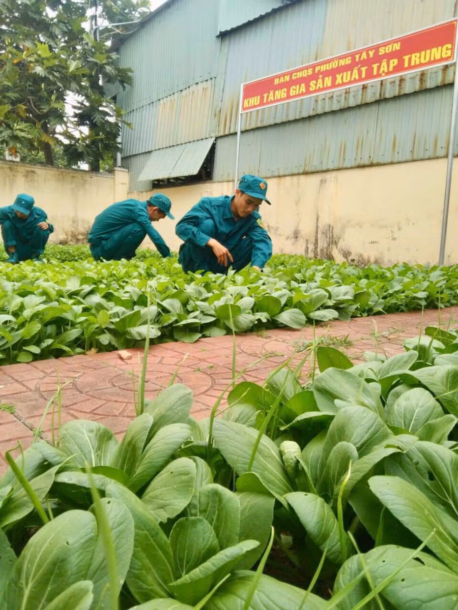 Vườn tăng gia sản xuất của Ban Chỉ huy Quân sự phường Tây Sơn (TP. Pleiku). Ảnh: Vĩnh Hoàng