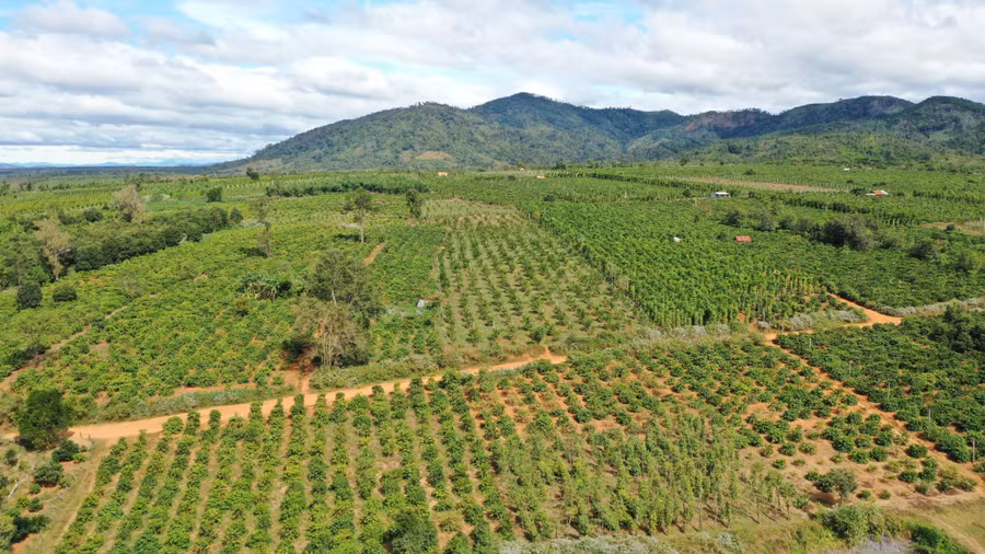 Chuỗi liên kết trồng cam ở xã Kon Gang, huyện Đak Đoa. Ảnh: Quang Tấn