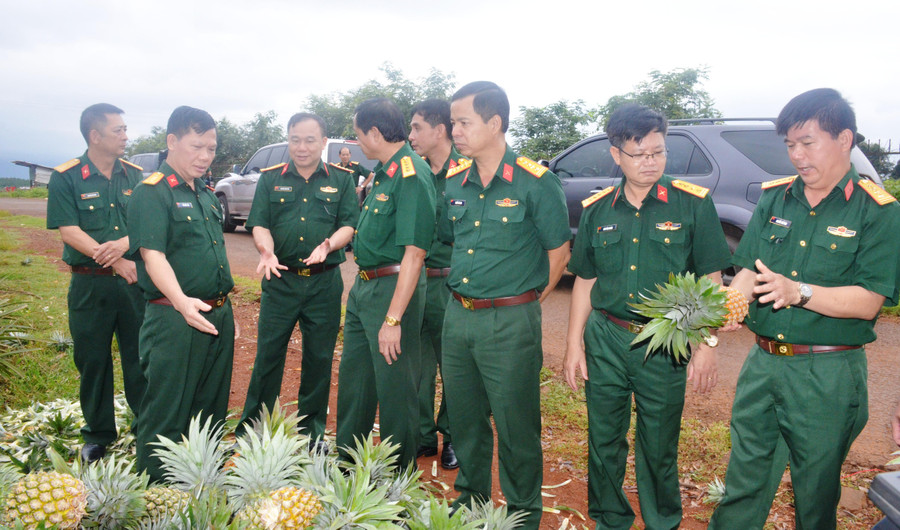 Đoàn công tác tiến hành khảo sát mô hình liên doanh trồng dứa tại Công ty 715. Ảnh: Vĩnh Hoàng