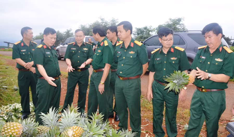 Đoàn công tác tiến hành khảo sát mô hình liên doanh trồng dứa tại Công ty 715. Ảnh: Vĩnh Hoàng