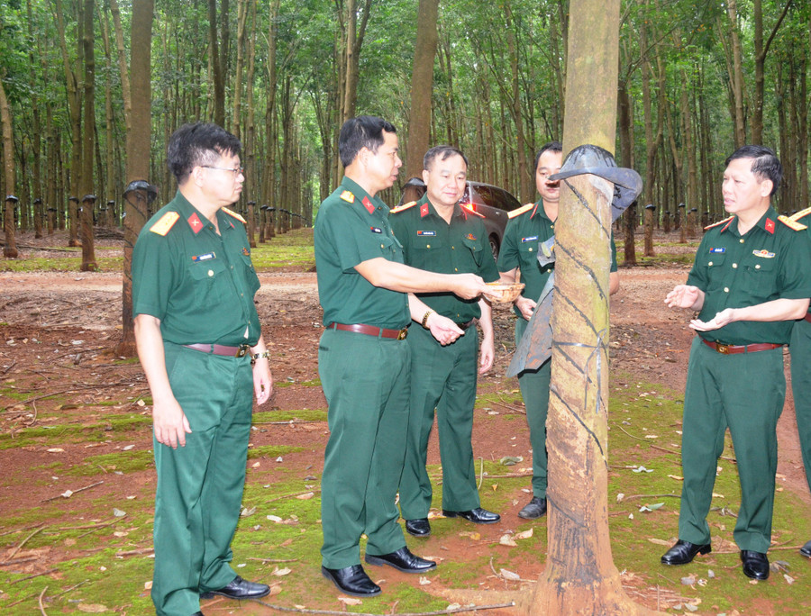 Khảo sát mô hình trồng cao su, chống xói mòn đất tại Công ty 715. Ảnh: Vĩnh Hoàng