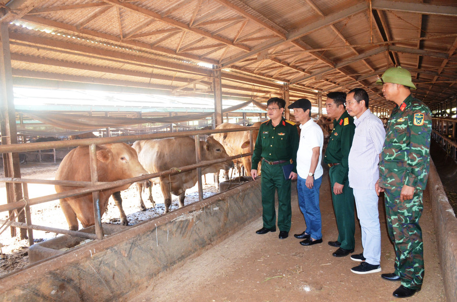 Đoàn công tác thực tế tại trại chăn nuôi bò, Công ty TNHH một thành viên 74. Ảnh: Vĩnh Hoàng