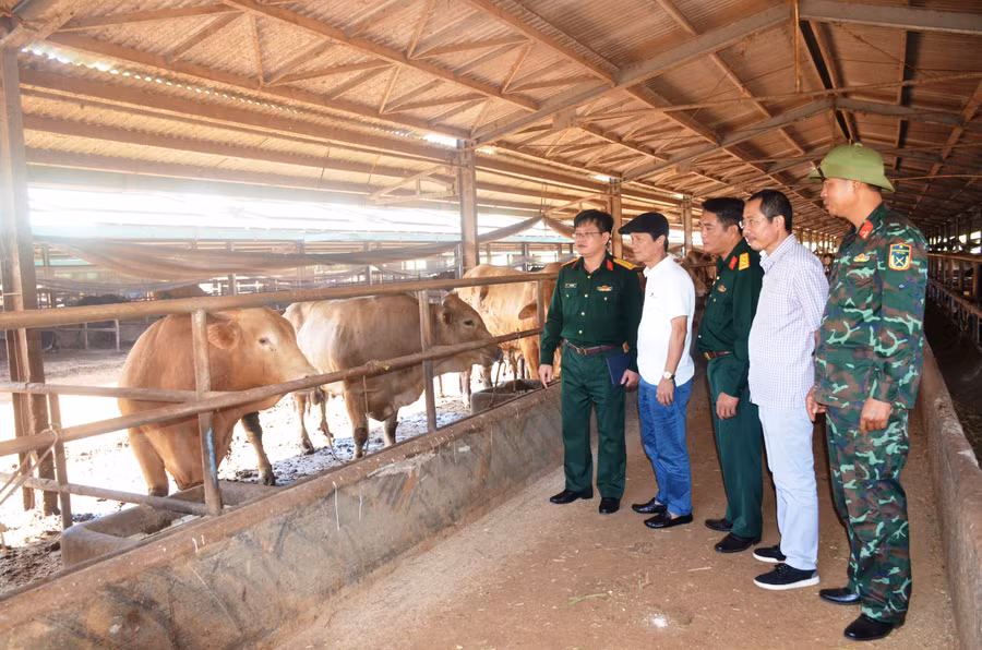 Đoàn công tác thực tế tại trại chăn nuôi bò, Công ty TNHH một thành viên 74. Ảnh: Vĩnh Hoàng