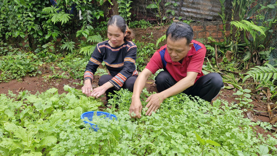 Chị Rmah H' Byên cùng chồng cải tạo vườn, trồng rau xanh. Ảnh: Vĩnh Hoàng Chị Rmah H' Byên cùng chồng cải tạo vườn, trồng rau xanh. Ảnh: Vĩnh Hoàng